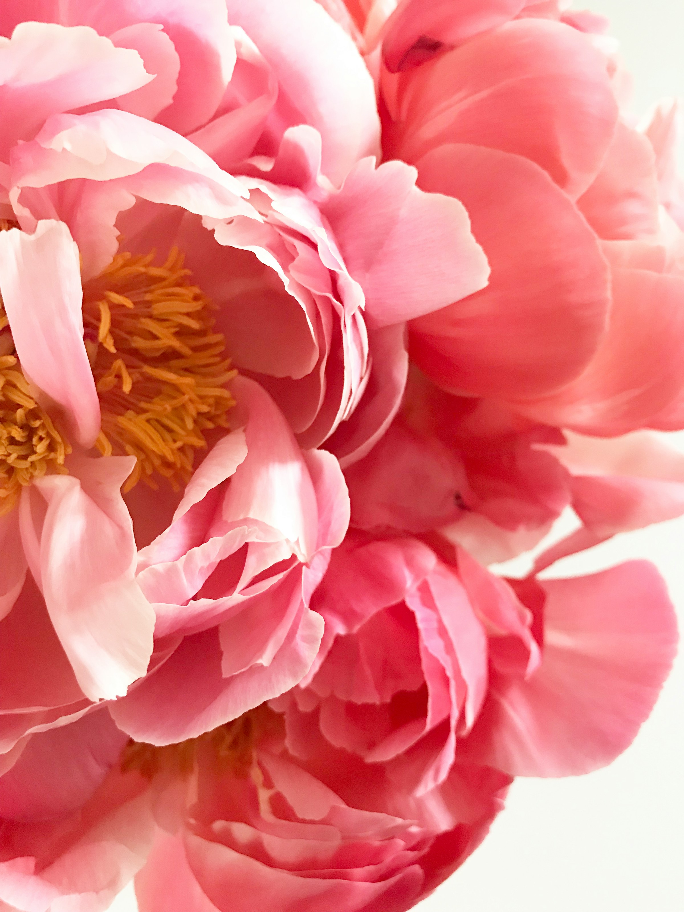 Image de pivoines roses